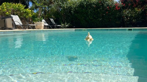 Bungalow total confort and swimming pool in Villa Serenidad